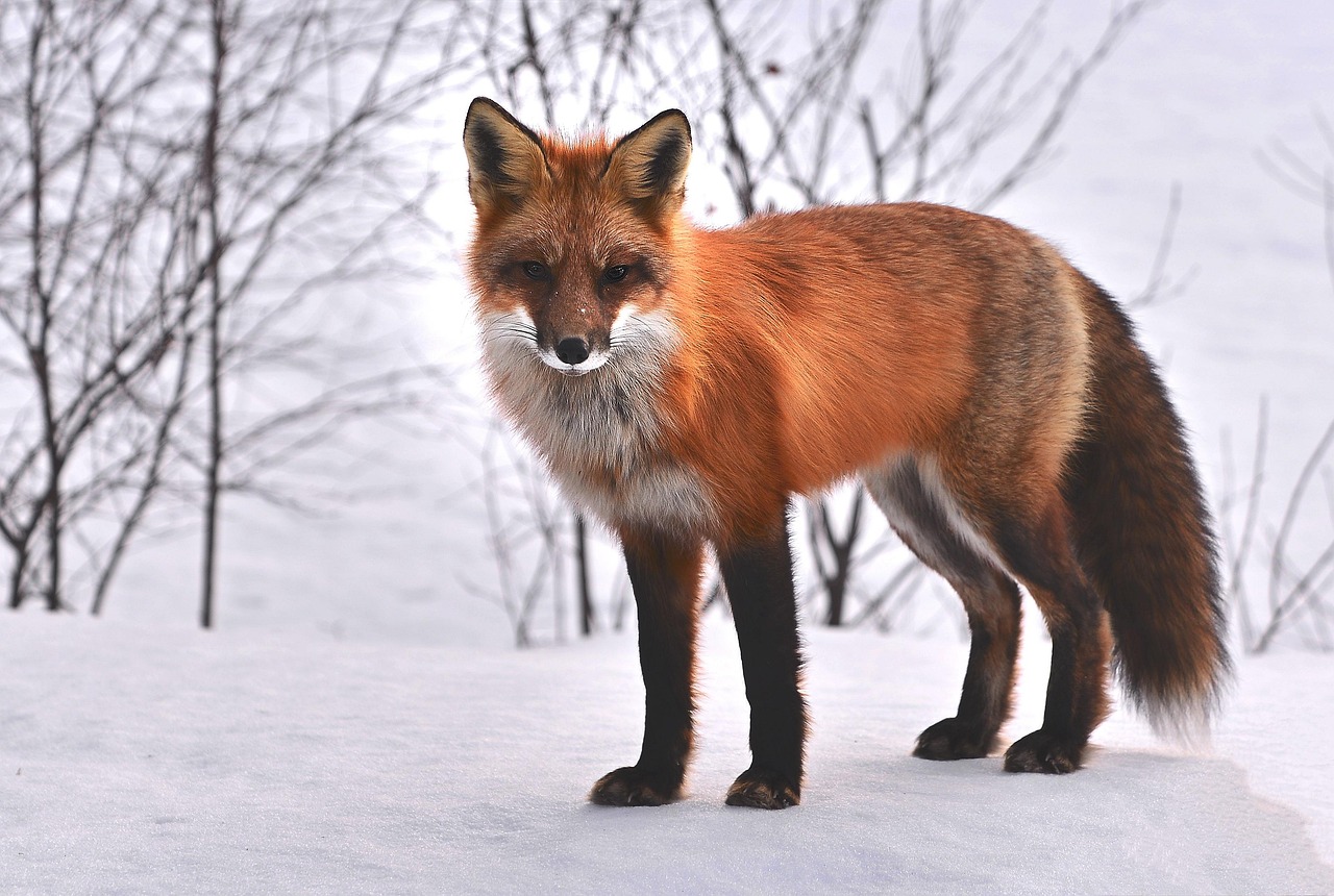 Fox in snow