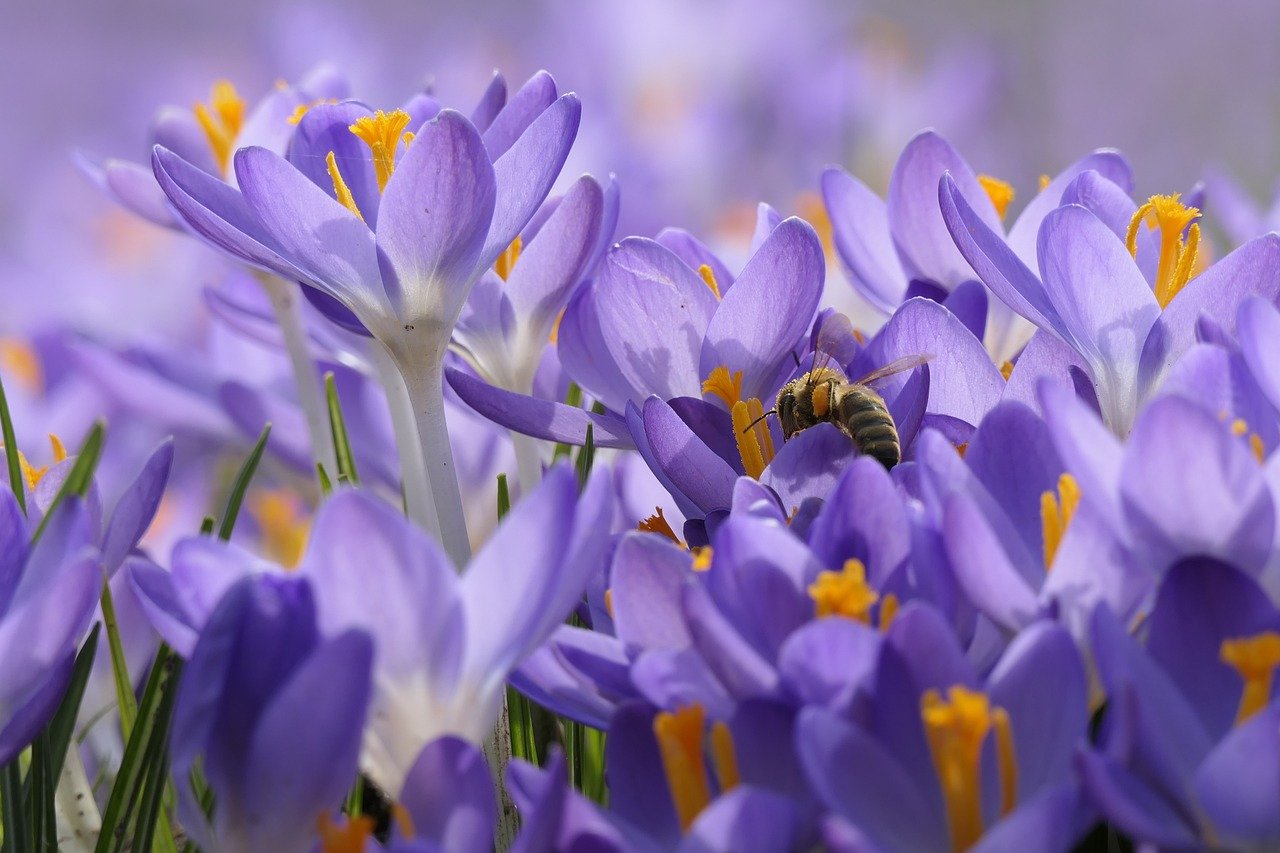 Purple flowers in a field